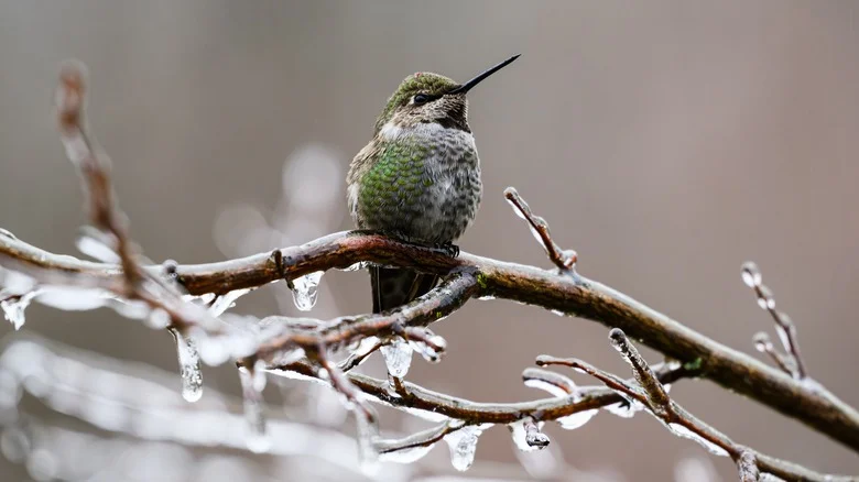 The Simple Way To Keep Hummingbirds Fed & Happy In The Winter