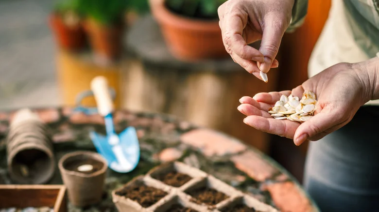 The Simple Yet Genius Trick That Will Help Your Large Seeds Germinate Faster