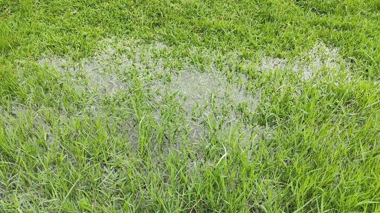 The Simplest Solution For A Waterlogged Lawn After Heavy Rainfall
