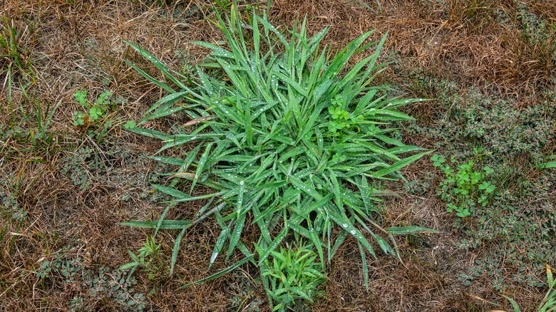 The Simplest Way To Get Rid Of Crabgrass Is Also The Cheapest