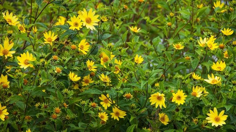The Small But Mighty Sunflower Variety That Can Thrive In Extreme Conditions