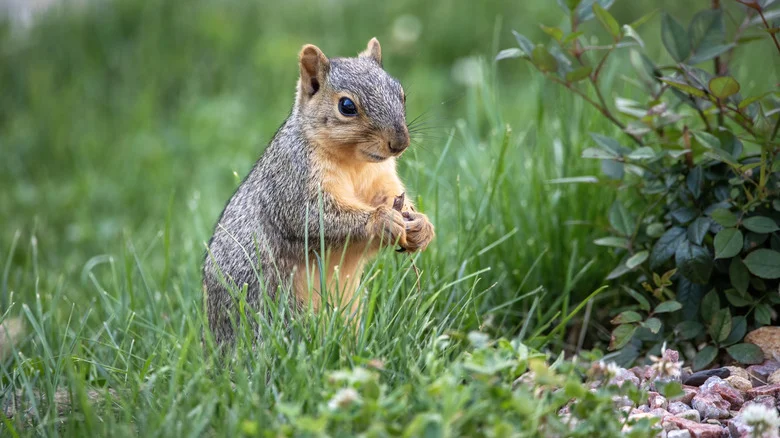 The Smelly Hack That Claims To Keep Squirrels Out Of Your Garden. But Does It Work?