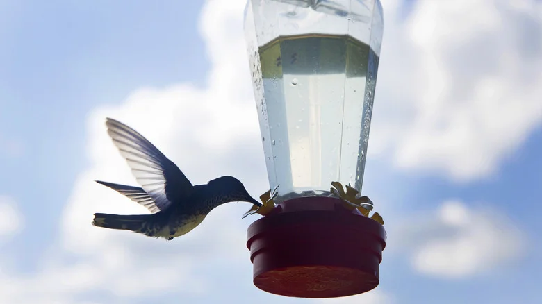 The Sneaky Hummingbird Nectar Recipe Your Neighbors Will Want To Know