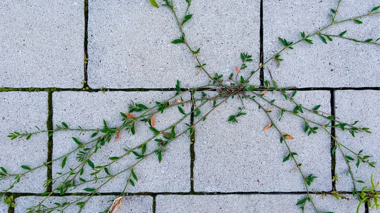The Soapy Solution That Can Prevent Weeds From Growing Between Pavers