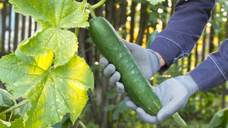 The Soil-Enriching Herb That Doubles As An Excellent Cucumber Companion Plant