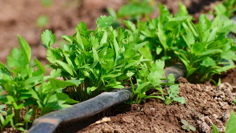 The Soil-Enriching Plant You’ll Want To Grow Next To Cilantro In Your Garden