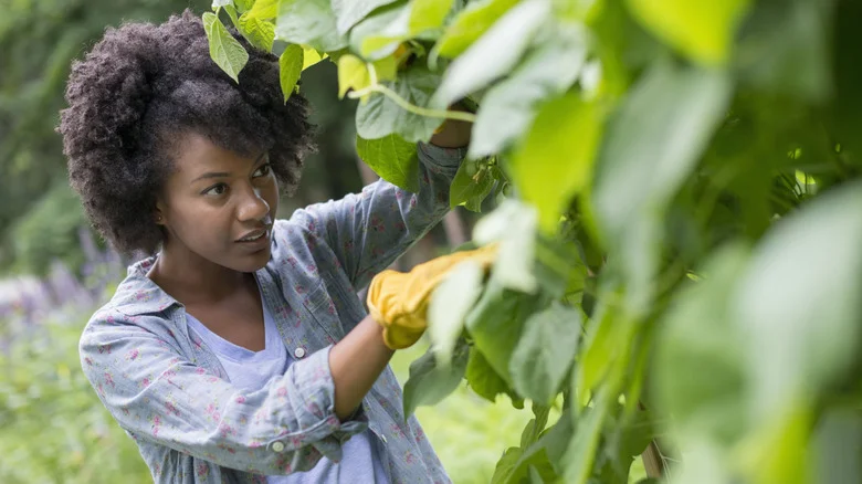 The Soil Mistake That’s Sure To Hinder Your Green Bean Harvest