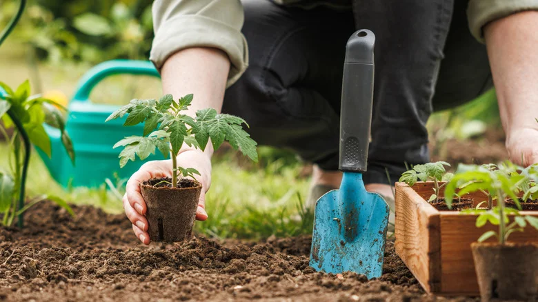 The Soothing Herb You Should Plant To Naturally Improve Your Garden’s Soil