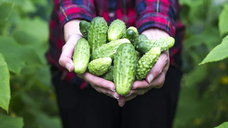 The Soothing Herb Your Cucumbers Will Love Being Planted Next To In The Garden