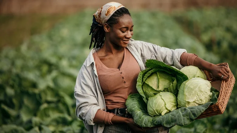 The Space Saving DIY You Should Know Before Planting Cabbage
