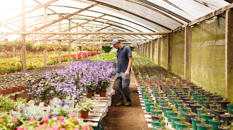 The Space-Saving Lilac Variety With Pretty Purple Flowers Perfect For Small Gardens