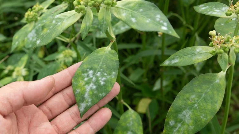 The Spice In Your Cabinet To Use On Powdery Mildew In The Garden