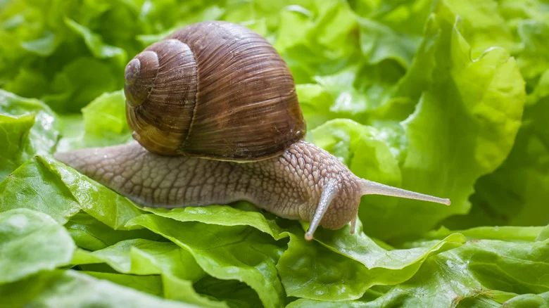 The Spicy Kitchen Staple That Might Help Keep Slugs & Snails From Eating Your Garden
