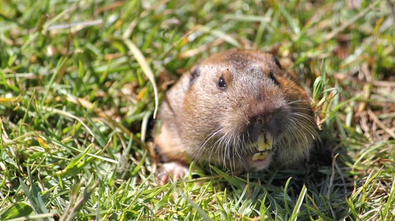 The Spicy Pest Control Hack You Should Never Use When Dealing With Gophers