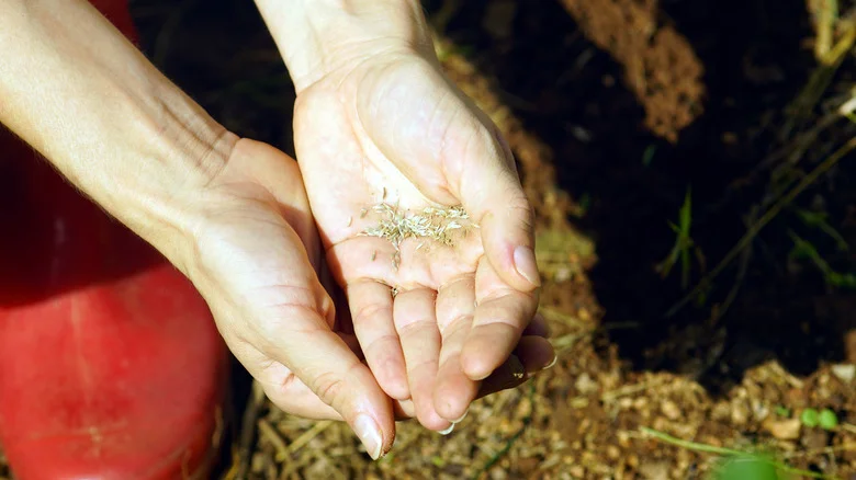 The Storage Method To Avoid That Can Make Your Garden Seeds Go Moldy