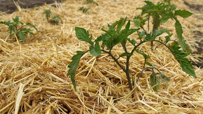 The Straw Mulch Mistake That Will Damage Your Vegetable Garden