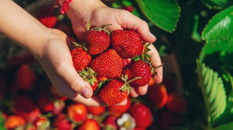 The Strawberry Companion Plant That Boosts Soil And Fights Fungus