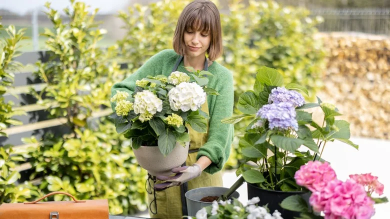 The Stress-Free Way You Can Transplant Hydrangeas This Spring