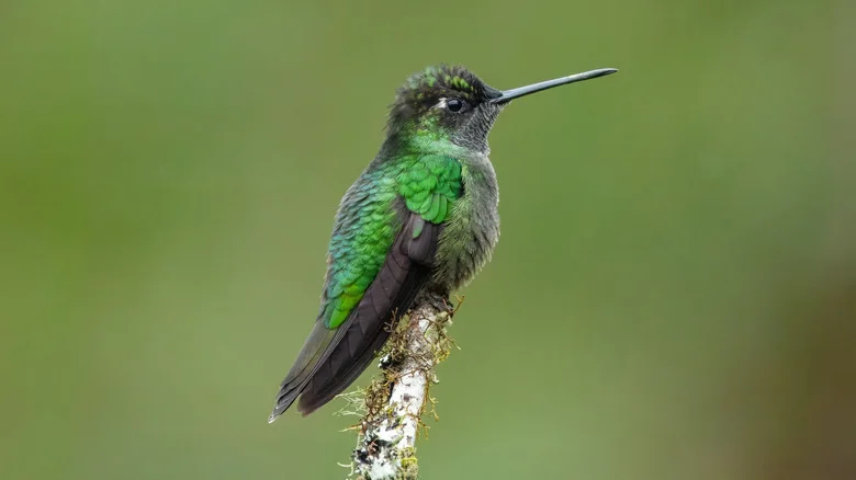 The Striking Flower To Add To Your Shade Garden For Hummingbirds