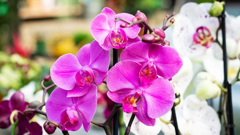 The Striking Way To Hang Orchid Flowers For A Brand New Look