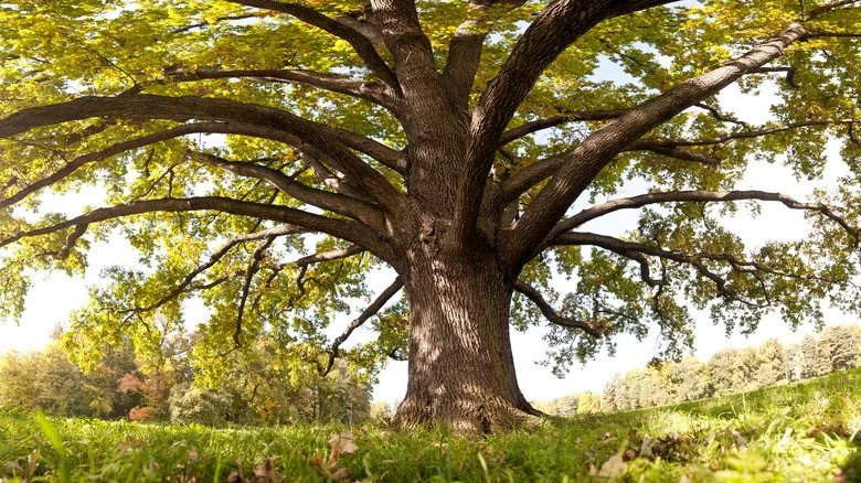 The Stunning Companion Plant That Will Thrive Under Your Oak Tree