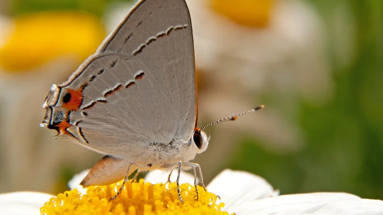 The Stunning Daisy Variety That Will Fill Your Yard With Pollinators