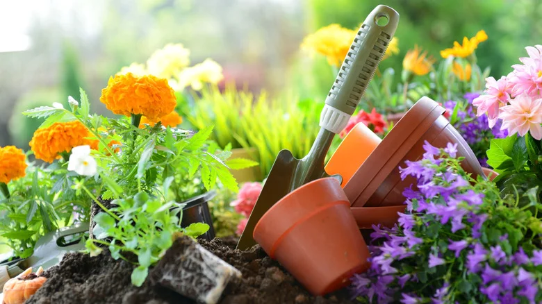 The Stunning Flower Pinterest Recommends Planting In Your Spring Garden