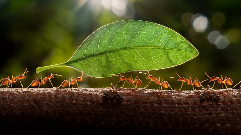 The Stunning Flower That’ll Keep Ants From Invading Your Home And Garden