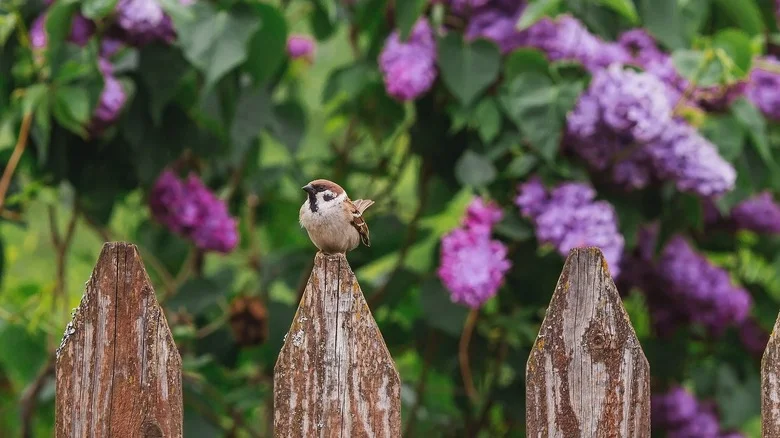 The Stunning Flowering Bush That Will Turn Your Garden Into A Bird Paradise