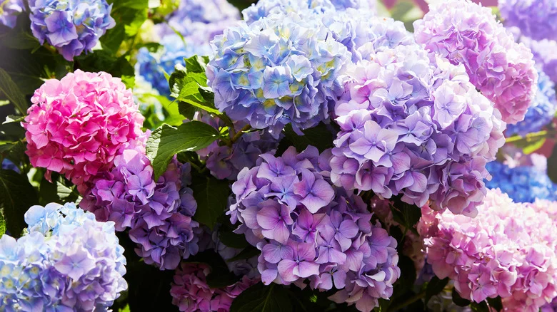 The Stunning Hydrangea Variety Pinterest Recommends For A Garden Full Of Color
