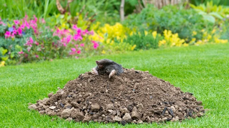 The Stunning Perennial That’ll Chase Away Destructive Garden Moles