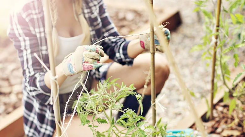 The Stunning Perennial With Leaves That Make An Eco-Friendly Garden String Alternative