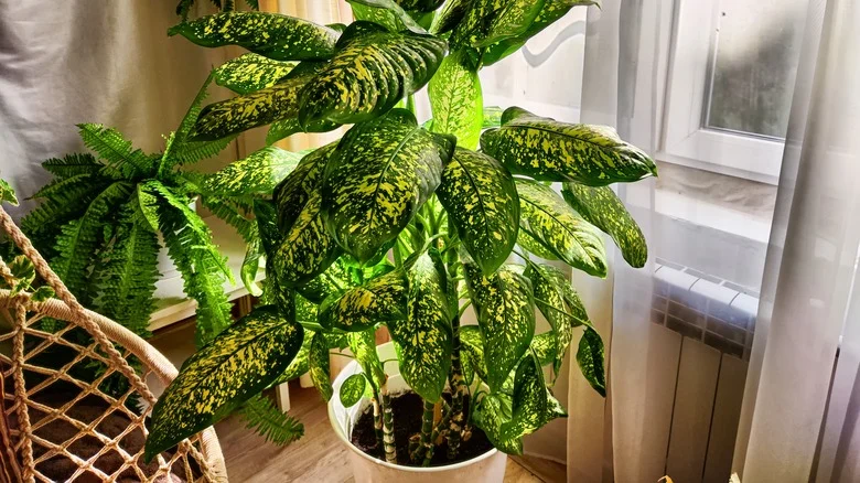 The Stunning Plant You’ll Want To Avoid Growing Indoors At All Costs