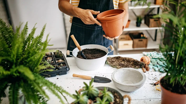 The Stunning Tropical Plant You Can Grow In A Container That Thrives In The Shade