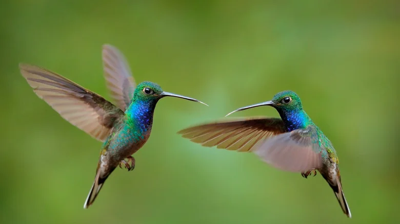 The Sun-Tolerant Perennial That Will Attract Hummingbirds To Your Yard