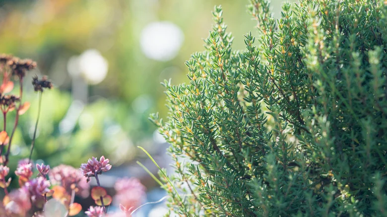 The Surefire Sign That Your Thyme Is Ready To Harvest (And The Best Way To Do It)