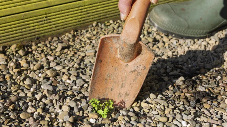 The Surefire Way To Get Weeds Out Of Gravel For Good