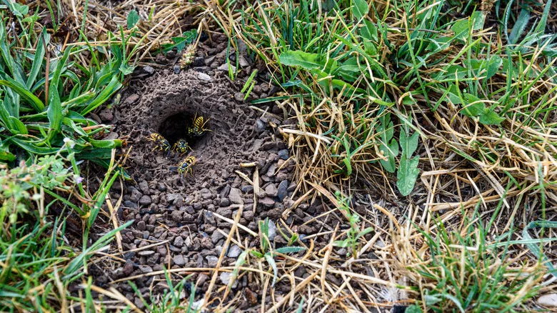 The Surefire Way To Rid Your Yard Of Underground Wasp Nests