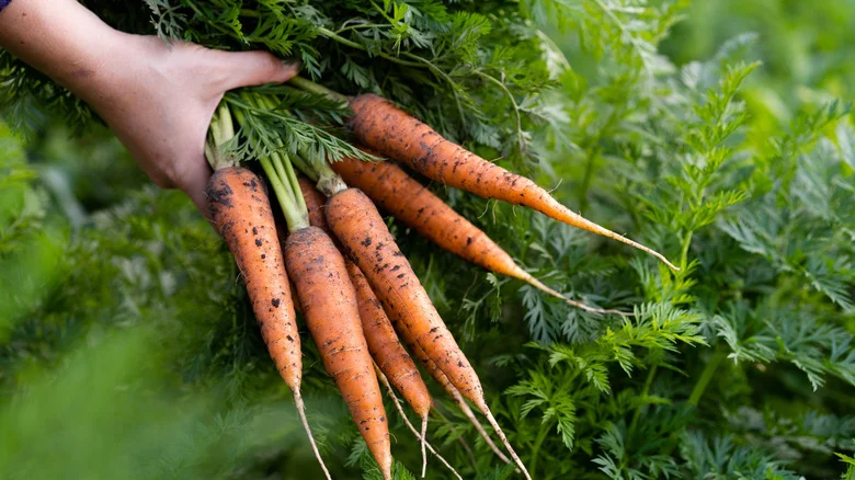 The Surefire Way To Tell If Your Carrots Are Ready To Harvest