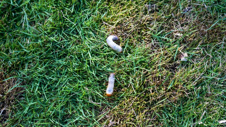 The Surprising Addition You Can Use To Keep Grubs Out Of Your Lawn
