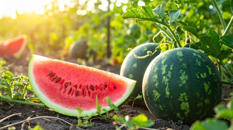 The Surprising Benefits Of Growing Watermelon Vertically