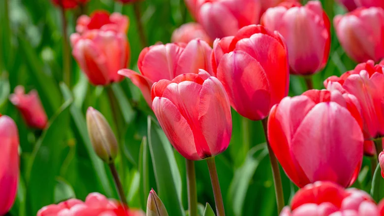 The Surprising Container You Can Plant Bulbs In For Gorgeous Spring Blooms