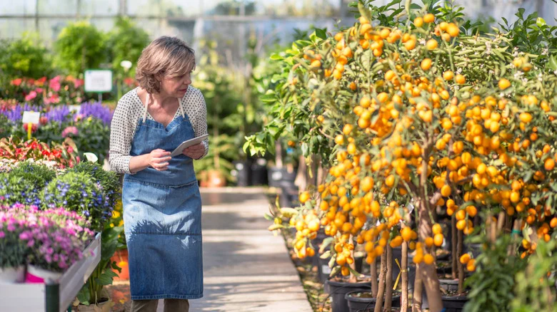 The Surprising Pruning Tip That Will Help Saplings Produce More Fruit