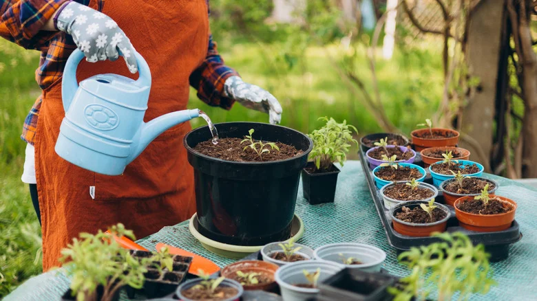 The Surprising Reason Your Planters May Be Attracting Pests