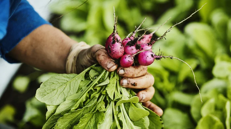 The Surprising Way A Radish Can Tell If Your Homemade Compost Is Ready To Use