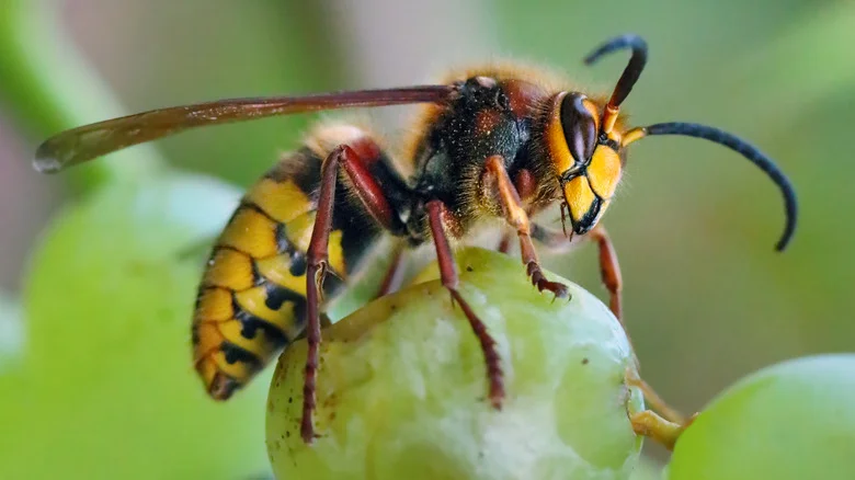 The Sweet Garden Flower That Will Naturally Keep Yellow Jackets At Bay