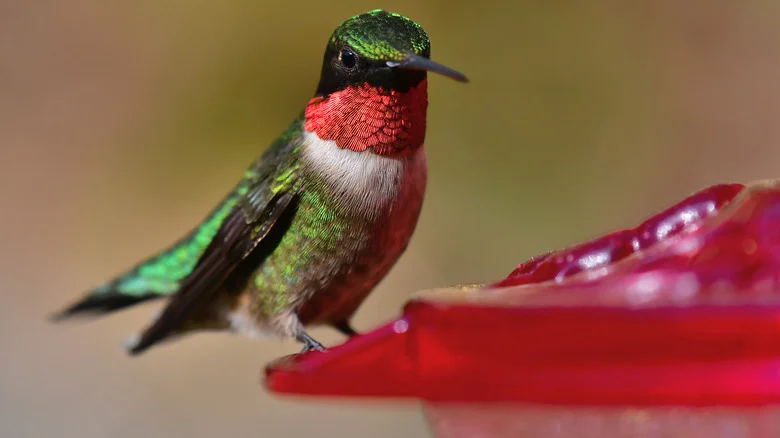 The Sweet Garden Flower You Can Use As Hummingbird Bait On Your Feeder