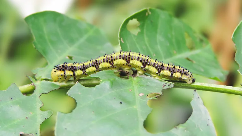 The Sweet Ingredient That’ll Banish Caterpillars From The Garden