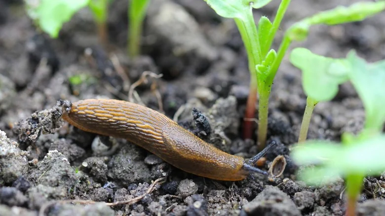 The Sweet Ingredient That’ll Help You Control Slugs And Snails In The Garden