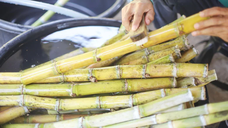 The Sweet Sugar Cane Alternative That Grows Well In Cold Climates